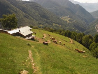 Ariale Dall'alto